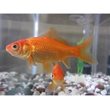3-4" Goldfish