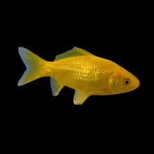 3-4" Lemon/Canaries