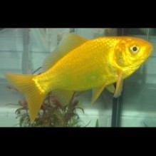 5-6" Canary/Lemons