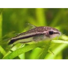corydoras Pygmaeus - pygmy cats