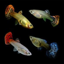 Guppy Female mixed colours