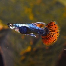 Guppy Male Elephant Ear