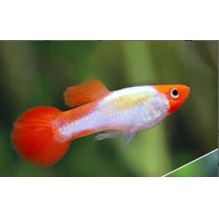 Guppy Male Koi (Poecilia Reticulata)