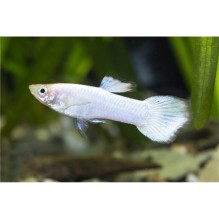 Male Luminous White Guppy (Poecilia Reticulata)