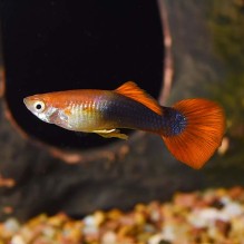 Male Red tuxedo Koi Guppy (Poecilia Reticulata)