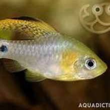 Drape fin Barb