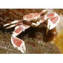 Anemone Crab