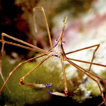 Arrowhead Crab