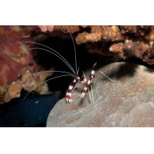 Banded Boxing Shrimp