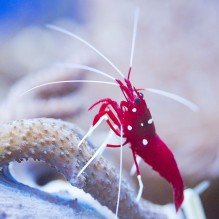 Blood Red Fire Shrimp