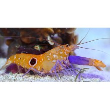 Bullseye Pistol Shrimp