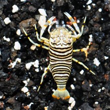 Bumblebee Shrimp