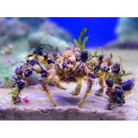 Decorator Crab Decorator Crab