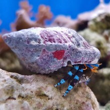 Electric Blue Hermit Crab