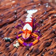 Emperor Shrimp