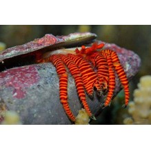 Halloween Hermit Crab