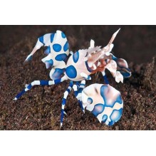 Harlequin Shrimp