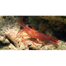 Peppermint Shrimp
