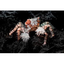 Pom-Pom Crab
