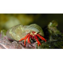 Red Leg Hermit Crab
