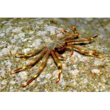 Sally Lightfoot Crab