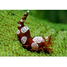Sexy Shrimp