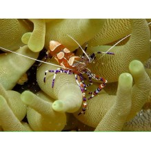 Spotted Cleaner Shrimp
