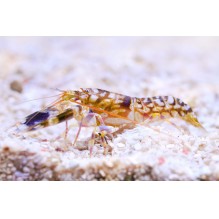 Tiger Pistol Shrimp