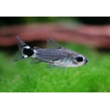 Corydoras Hastatus