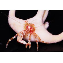 Staghorn Hermit