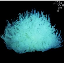 Malu Anemone (White)