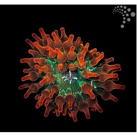 Bubble Tip Anemone (Red)