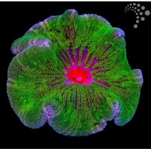 Carpet Anemone (Green)