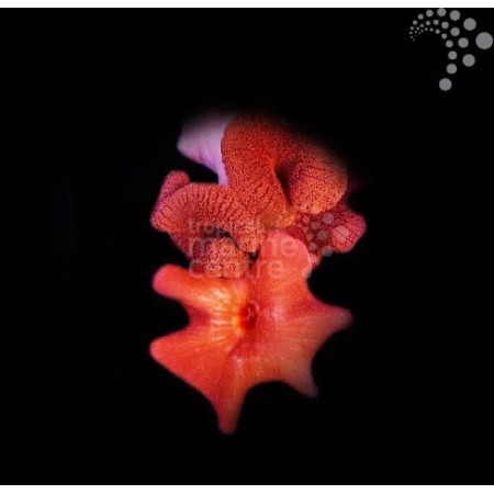 Carpet Anemone (Red) Carpet Anemone (Red)