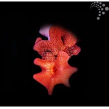 Carpet Anemone (Red)