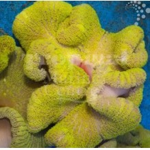 Carpet Anemone (Yellow)