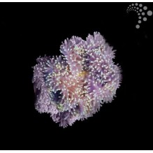 Ritteri Anemone