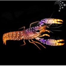 Pink Reef Lobster