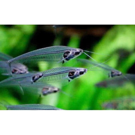 Thai Glass cats