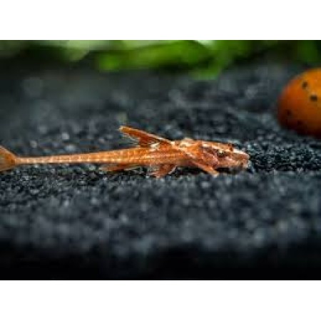 Whiptail Red