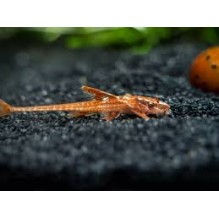 Whiptail Red