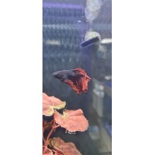 WYSIWYG03 rosetail