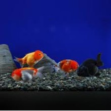 4" Lionheads