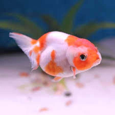 3" Lionheads