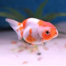 3" Lionheads