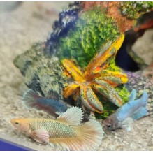 half moon Female Betta