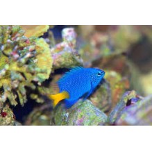 Chrysiptera Parasema - yellowtail Damsel