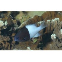 Chromis Lomelas - half &half chromis