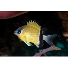 Chromis Retrofasciata - Black Bar Chromis