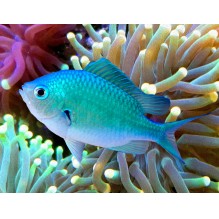 Chromis Viridis - Green Chromis